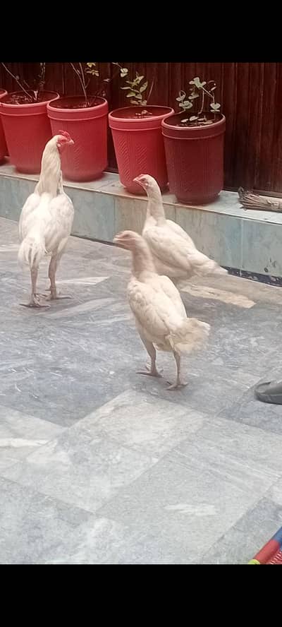 Heera Aseel 1 Male & 3 Female Murghi murga