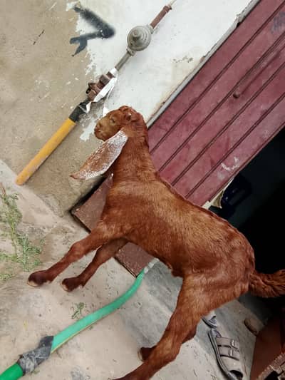 bakri Ka bacha makha cheni cross hai danay per hai khata pita bacha ha
