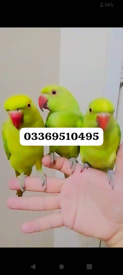 green ringneck parrot handtame male female available