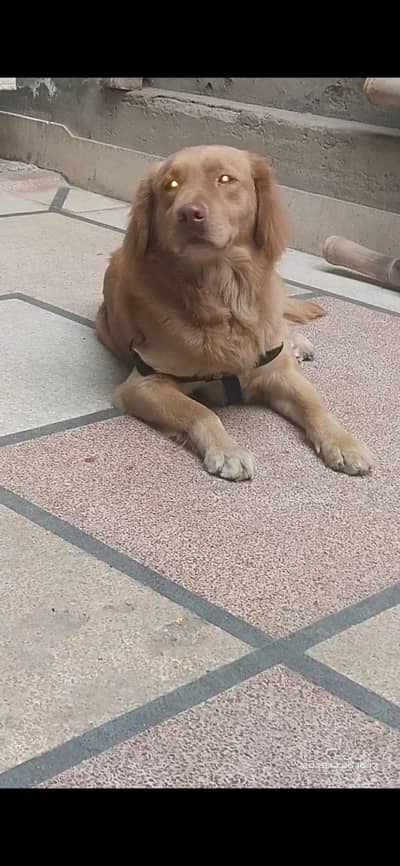 golden retriever dog