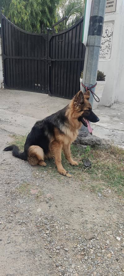 Long Hair German shepherd female.  Age : 5.6 months