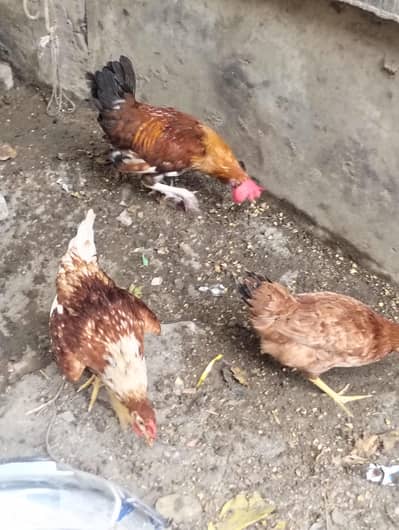 dessi murgia 3