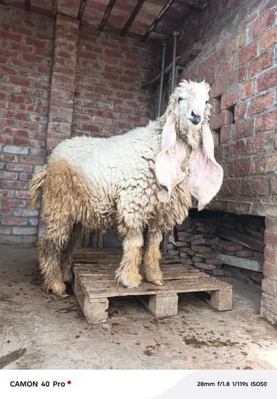 Kajla Chatra Sheep Male