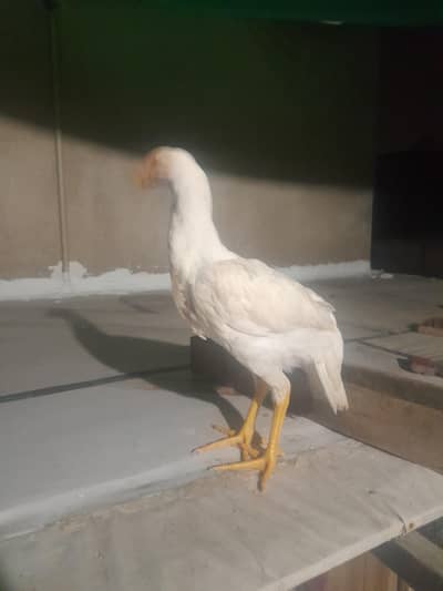 shamo chicks