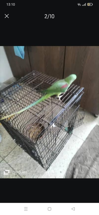 Kashmiri pahri female breeder WhatsApp 0324 8203246