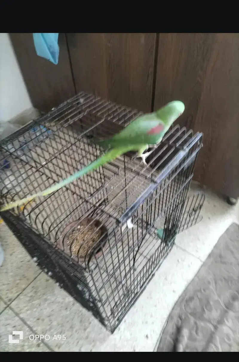 Kashmiri pahri female breeder WhatsApp 0324 8203246 — photo 6