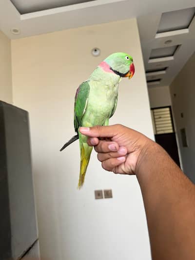 Rew Male Hand Tame & Sun Conure flight time Hand