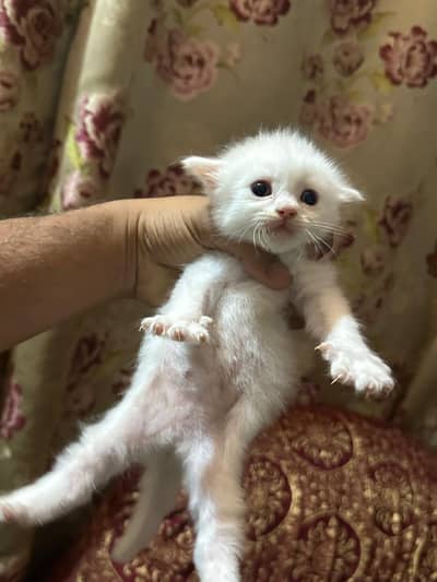 Cat for sale sialkot. 03094749418