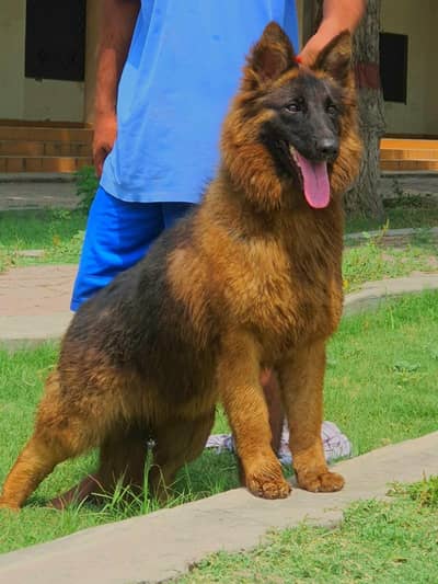 long coat female  Heavy bone stitcher black Max show top quality fema