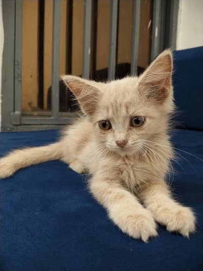 Persian Cat Light Brown Color Triple Coat