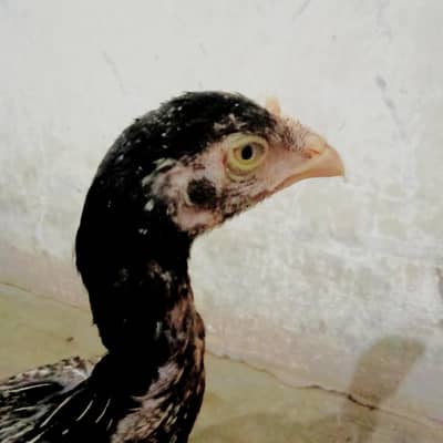 mianwali pathi female adlat available