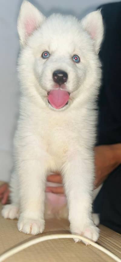 Siberian husky puppy wooly cota
