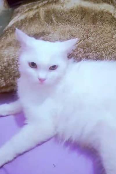 white cat 