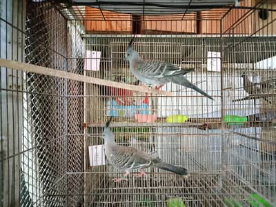 crested dove available