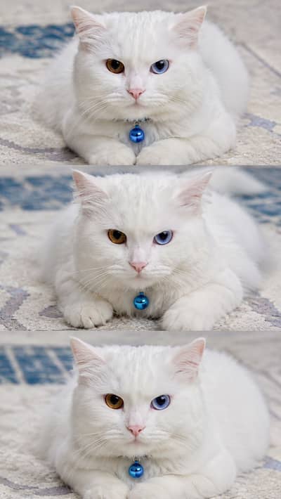 Healthy Male Persian Cat for Sale