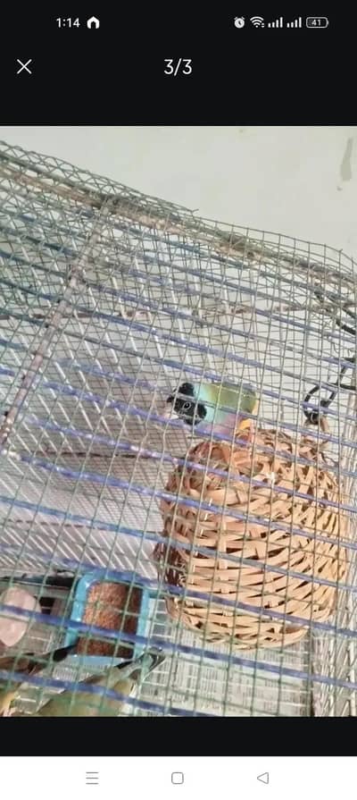 Green back gouldian finchs