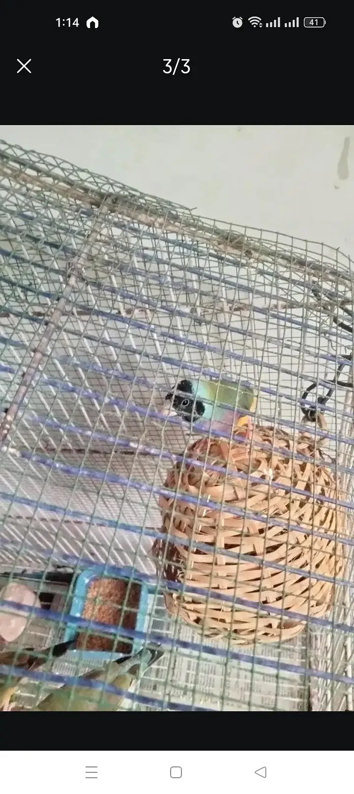 Green back gouldian finchs