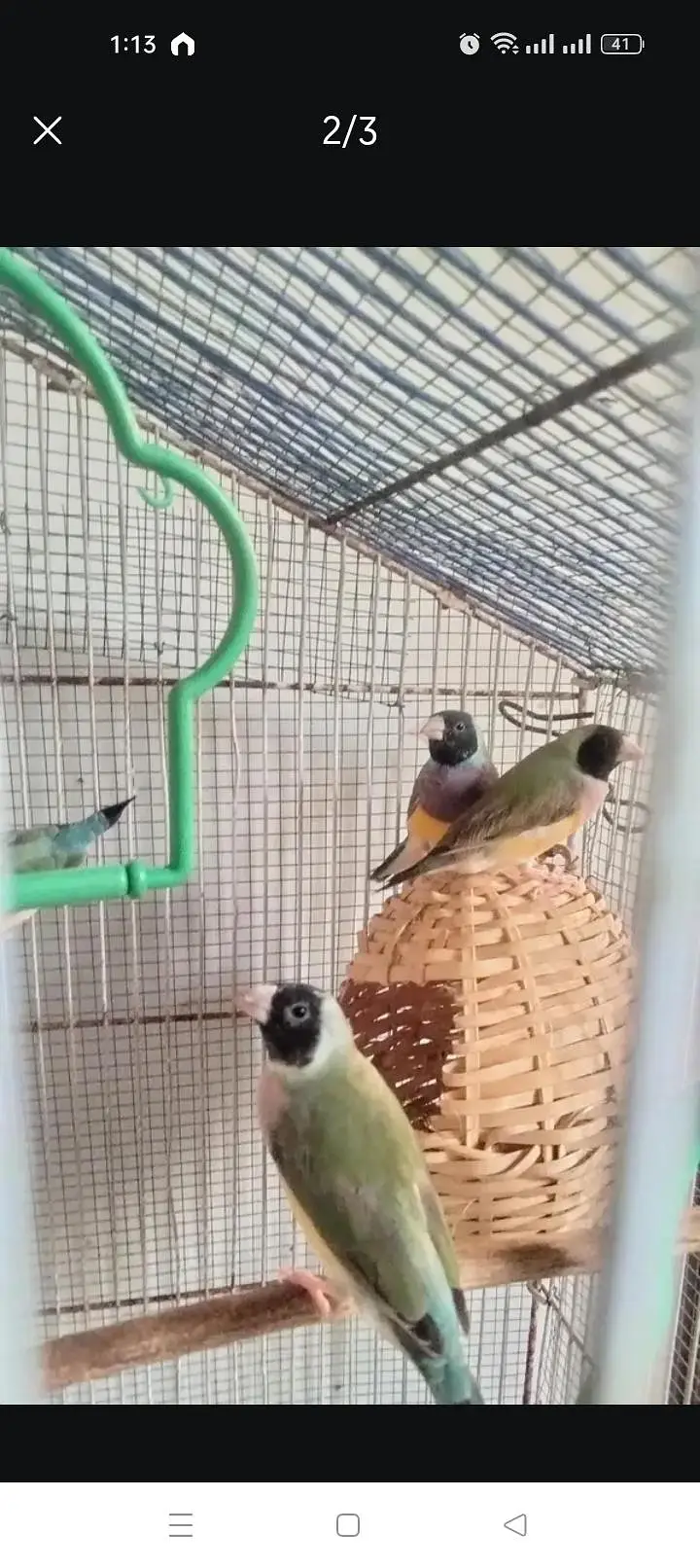 Green back gouldian finchs — photo 2