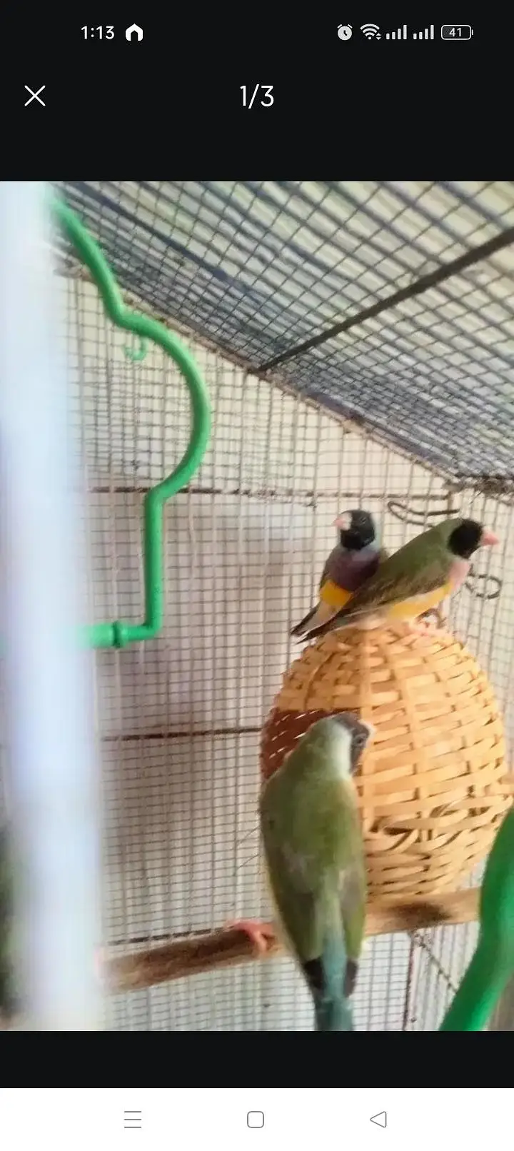 Green back gouldian finchs — photo 3