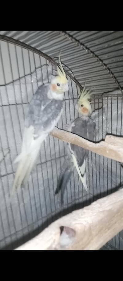 Gray Cockteil female , Common white male