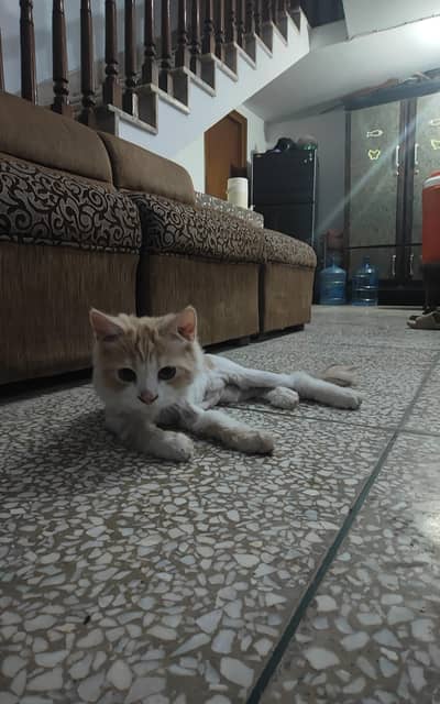 Persian cat