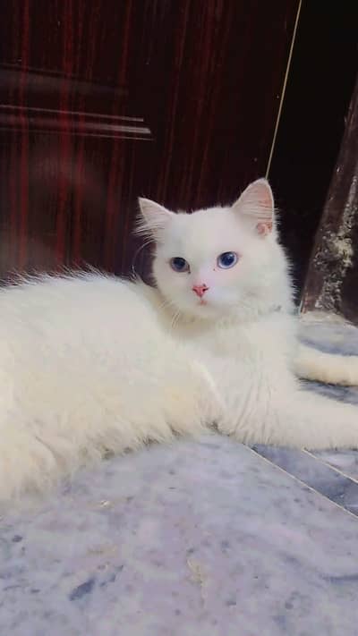 persain cat Blue eyes female for sale