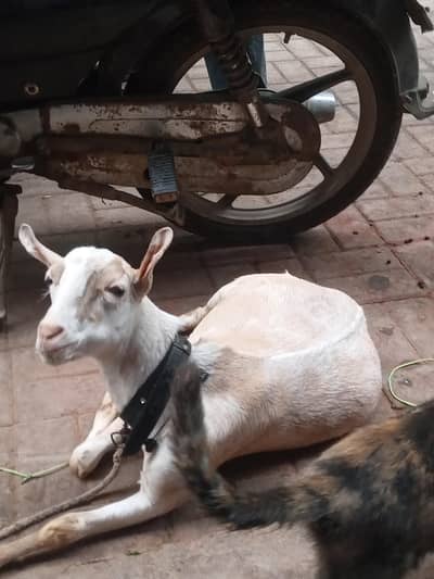 goat light brown