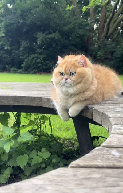 British Short hair Male Available