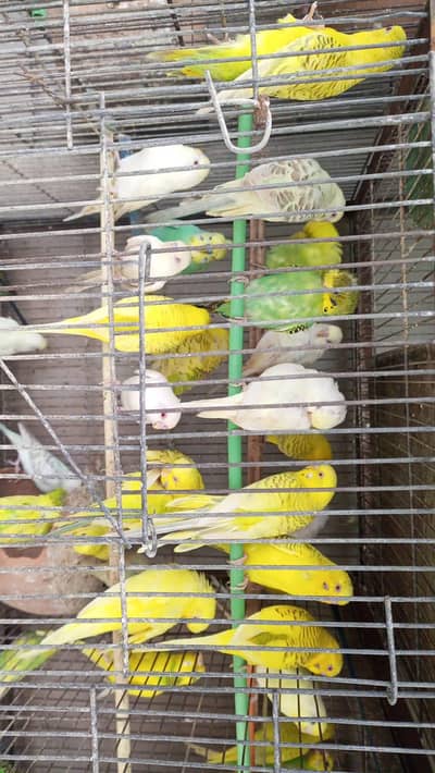 FELLOW, RED EYE, CHRISTID, HOGO SPLIT, PIDE, COMMON BUDGIE