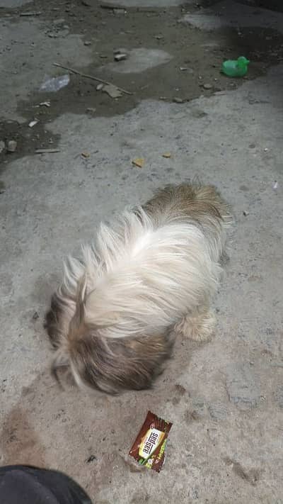 SHIH TZU PAIR