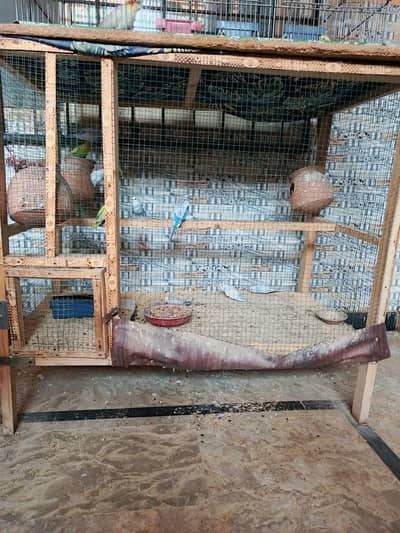 budgie breeder pairs with big cage