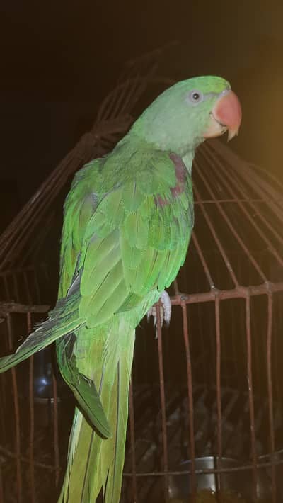Raw perrot Female