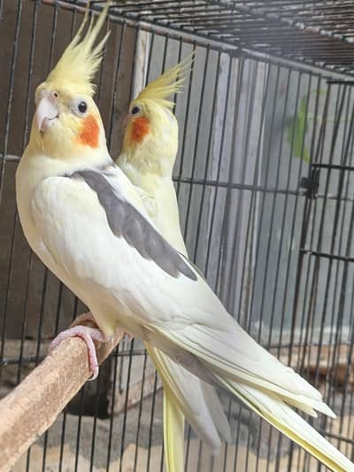Cocktail pair and hogoromo pair