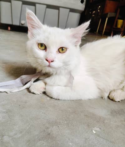 Home Trained White Persian Female Cat