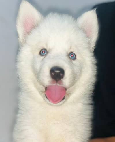Siberian husky puppy wooly cota