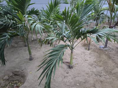 Palm trees for sale