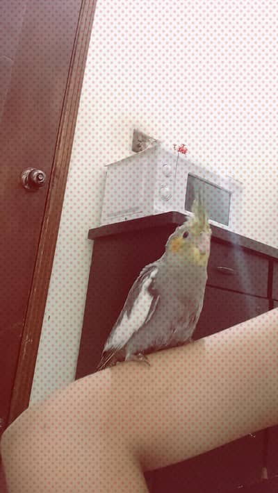 Grey Charcoal Cockatiel Parrot