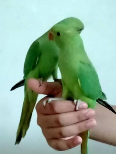Hand Tame & Fly Tame Parrots Available | Ringneck, Kashmiri Pahari