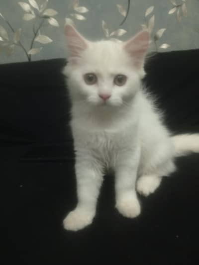 Persian kittens