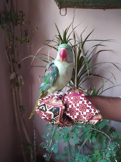 parrot pahari male