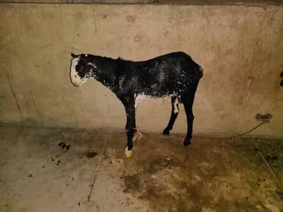 munda tapra for sale
