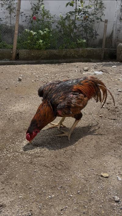 Aseel Breeder
