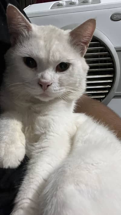 Male cat for sale white color washroom trained best for breeding