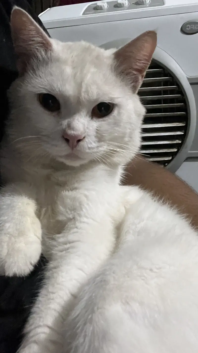 Male cat for sale white color washroom trained best for breeding