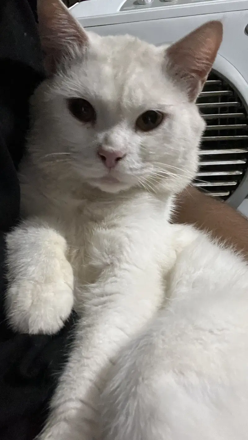Male cat for sale white color washroom trained best for breeding — photo 2