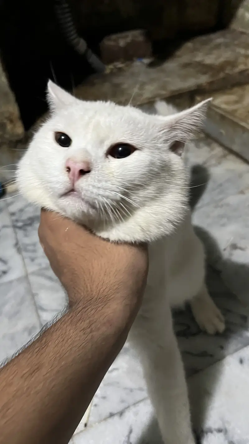 Male cat for sale white color washroom trained best for breeding — photo 3