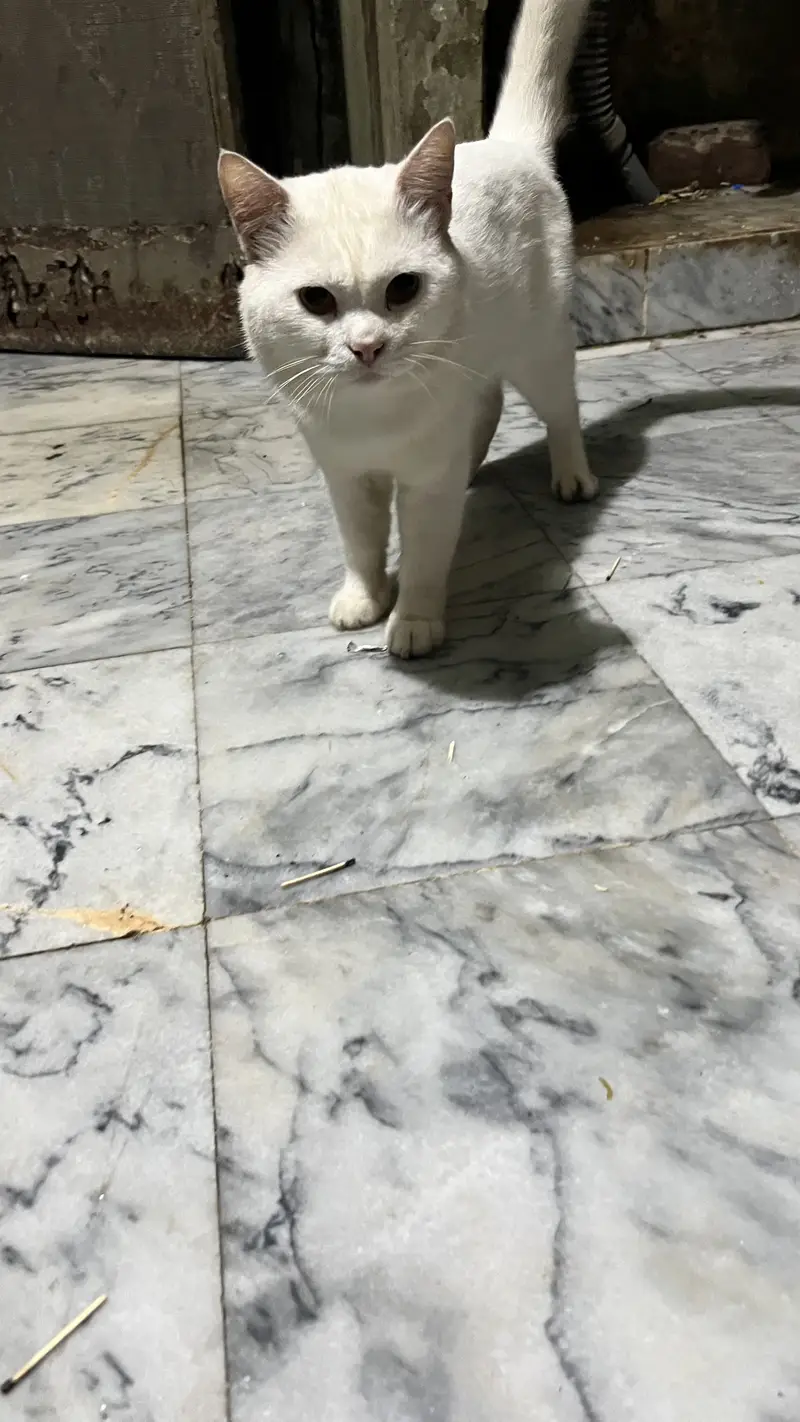 Male cat for sale white color washroom trained best for breeding — photo 4