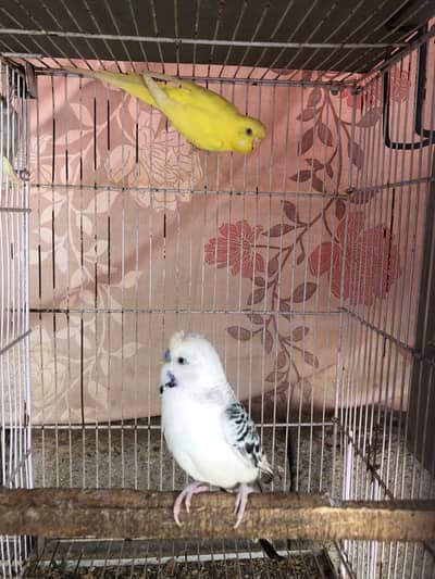 Budgies pairs and chicks