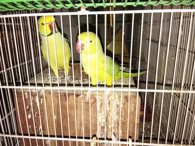 ringneck parrot (mithu)