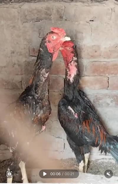 Valeti patha for sale